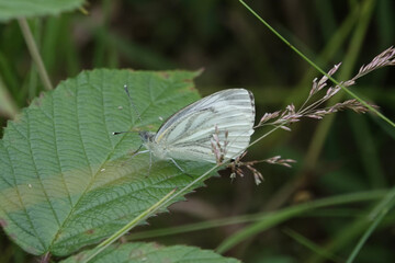 A Green-veined White butterfly (Pieris napi)