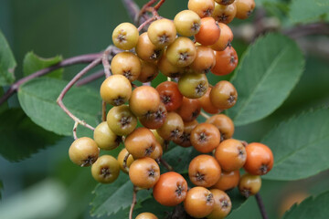 Close-up of Rowan berries (Cepaea hortensis)