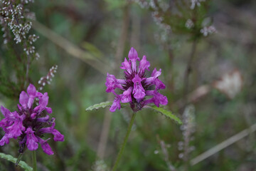 Obraz premium Flowers of Betony (Betonica officinalis)