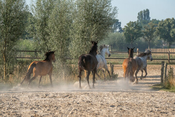 Herd of horses running in paddock paradise horse animal group friends