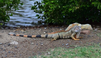 Male Green Iguana in display colours