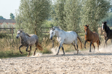 Herd of horses running in paddock paradise horse animal group friends