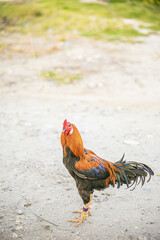 a rooster with colorful, vibrant feathers