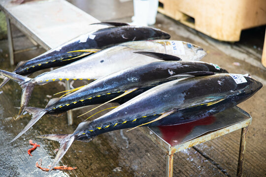 fresh catch of yellowfin tuna