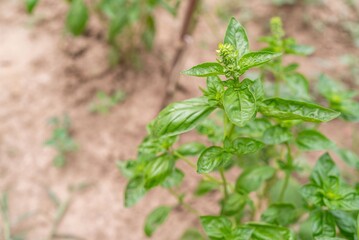Fresh Basil Leaves in Garden