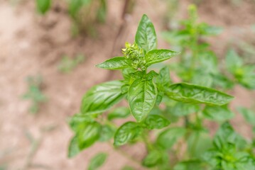 Fresh Basil Plant with Yellow Flowers