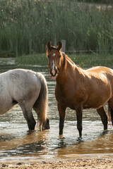 Fototapeta premium horses in paddock paradise natural habitat environment living their best life 