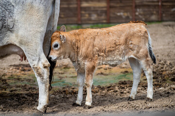 A young calf is nursing from its mother cow in a muddy pasture, surrounded by the green beauty of the countryside