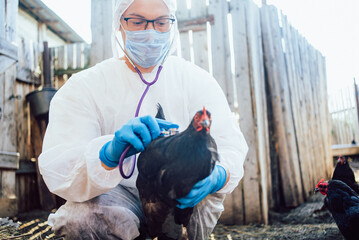 Veterinarian man in protective gear examines chicken using stethoscope, ensuring the health of poultry in farm setting. Checking poultry for viral diseases.  © wifesun