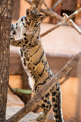 A clouded Formosan clouded leopard  gracefully climbing a tree branch at the zoo, showcasing its natural agility and beauty in its habitat