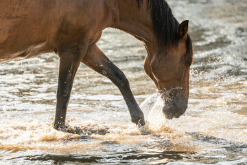 horses in paddock paradise natural habitat environment living their best life 