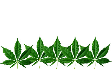 A row of green cannabis leaves arranged horizontally against a black background.