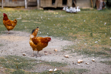 Chicken in the countryside, farm