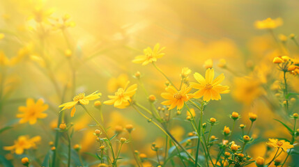 Fototapeta premium A beautiful nature background with a blurred yellow summer theme.