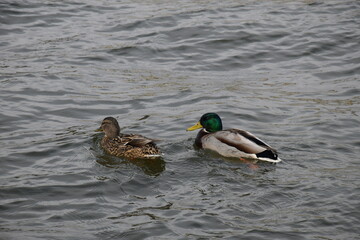 Wild duck male and female couple swimming in the river