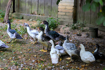 Countryside ducks on a farm walking