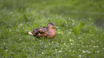 Brown duck sitting on green grass