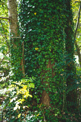 Obraz premium tree in the forest