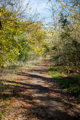 path in the forest