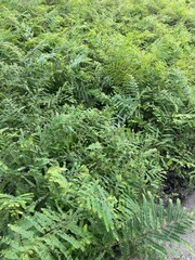 A cluster of ferns unfurling in a sunlit forest clearing