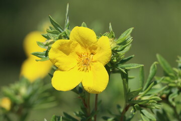 Sweden. Dasiphora fruticosa is a species of hardy deciduous flowering shrub in the family Rosaceae. 