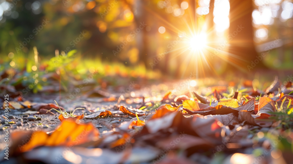 Canvas Prints autumn leaves in the sunny forest