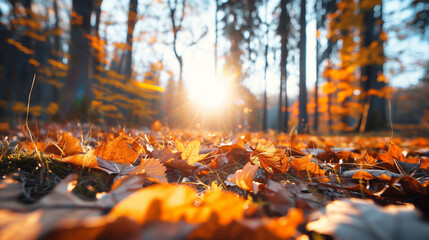 autumn leaves in the ground