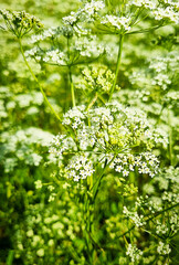 Background with soft focus of small tiny blooming white flowers of cow parsley or wild chervil plant with green stems and leaves growing outdoors in the field or meadow is an invasive species