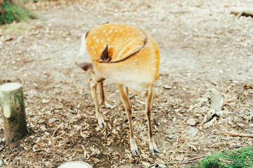 奈良公園にいる鹿