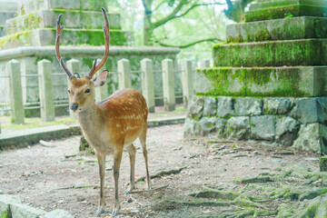 奈良公園にいる鹿
