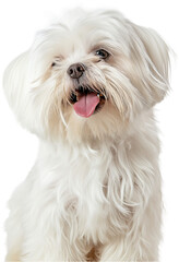 A seated Maltese dog with a long, silky white coat and an alert expression.
