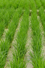 濃い緑の美しい水田03