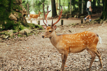 奈良公園にいる鹿