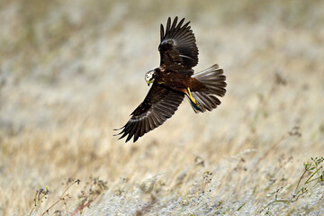 Western marsh harrier - female // Rohrweihe - Weibchen (Circus aeruginosus) 
