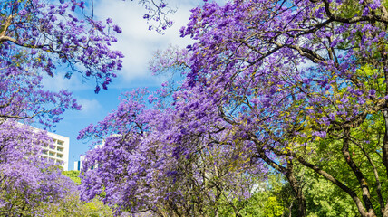 Swiss waterfall Rheinfall
