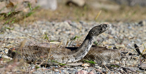 Kykladenviper, Milosotter // Milos viper (Macrovipera schweizeri / Macrovipera lebetinus schweizeri) - Milos