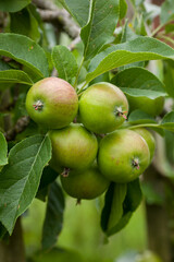 Still unripe apples in spring on a tree