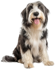 A realistic image of a Bearded Collie dog with a detailed and glossy coat, sitting and looking directly at the viewer.
