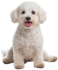 A small, fluffy white dog with curly fur sits happily, panting with its tongue out.
