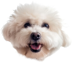 A close-up of a white fluffy Bichon Frise dog with a gentle expression.
