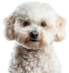 A close-up of a white fluffy Bichon Frise dog with a gentle expression.

