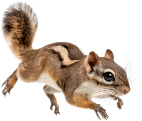 Obraz premium A detailed image of a flying squirrel with large eyes and a bushy tail.A detailed image of a flying squirrel with large eyes and a bushy tail.
