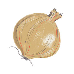 Illustration of unpeeled brown onion, isolated
