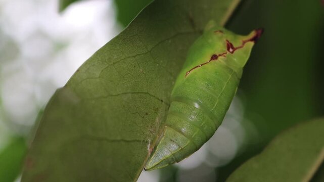 A caterpillar cocoon under a soursop leaf