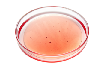 A Single Petri Dish Filled With Pink Agar, Ready for Scientific Exploration on a Clear PNG or White Background.