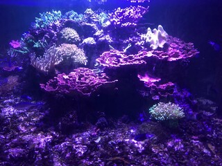 Fonds marins dans un aquarium
