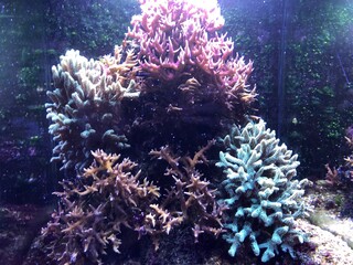 Fonds marins dans un aquarium