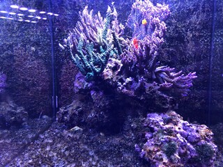 Fonds marins dans un aquarium
