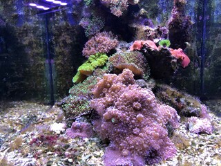 Fonds marins dans un aquarium
