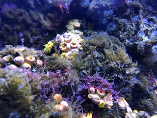 Corail dans un aquarium géant